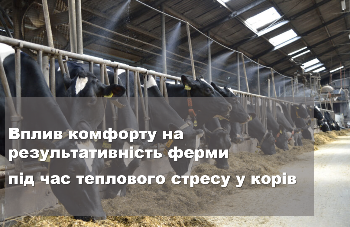 Вплив комфорту на результативність ферми під час теплового стресу у корів
