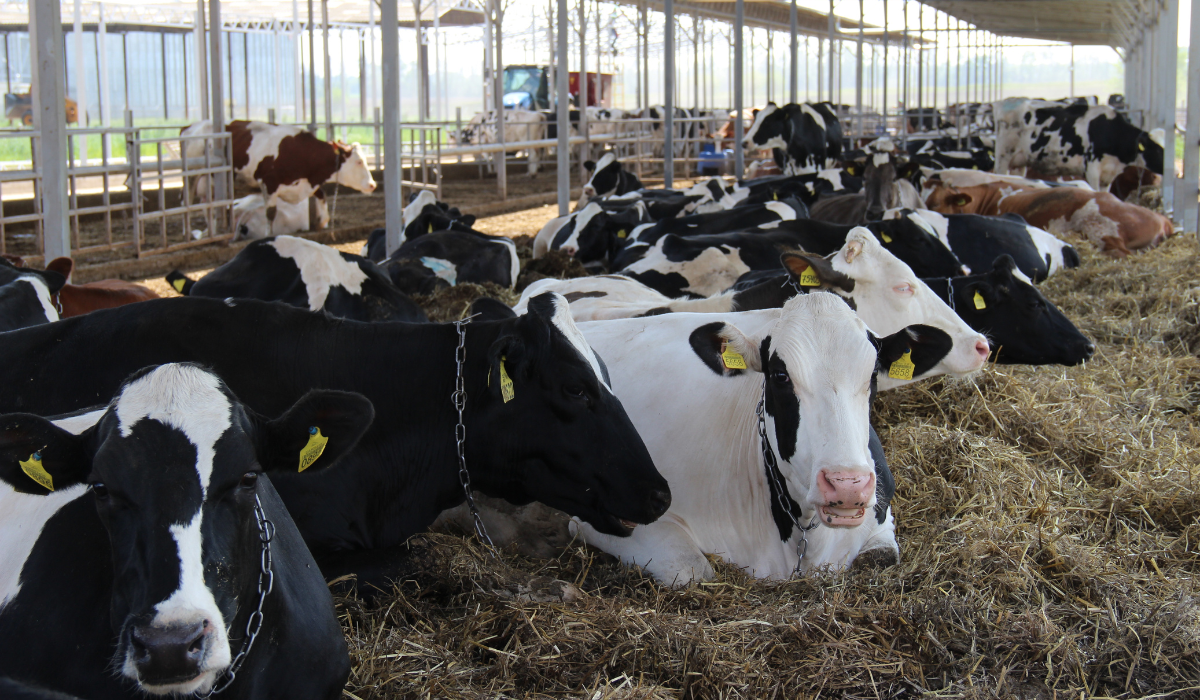'KRASNOHIRSKE' LLC: EXPERIENCE OF IMPLEMENTING THE REFERENCE MODEL OF DAIRY FARM AND REAL RESULTS