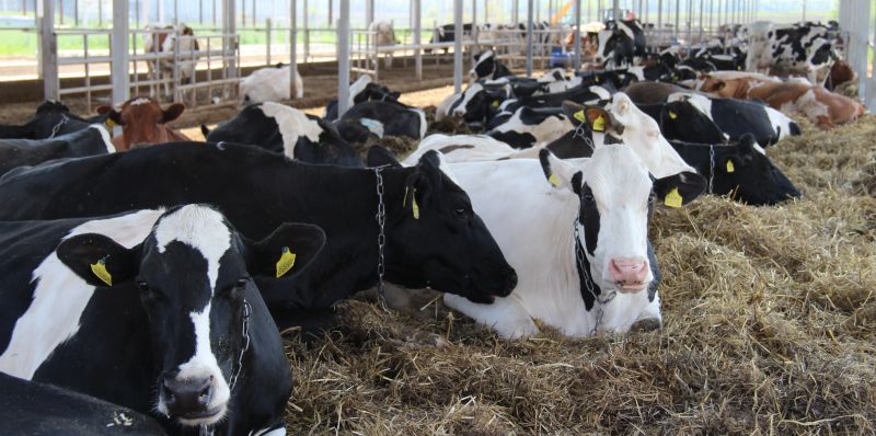 Молочна ферма ТОВ «Красногірське»: три роки розбудови — і потроєння продуктивності