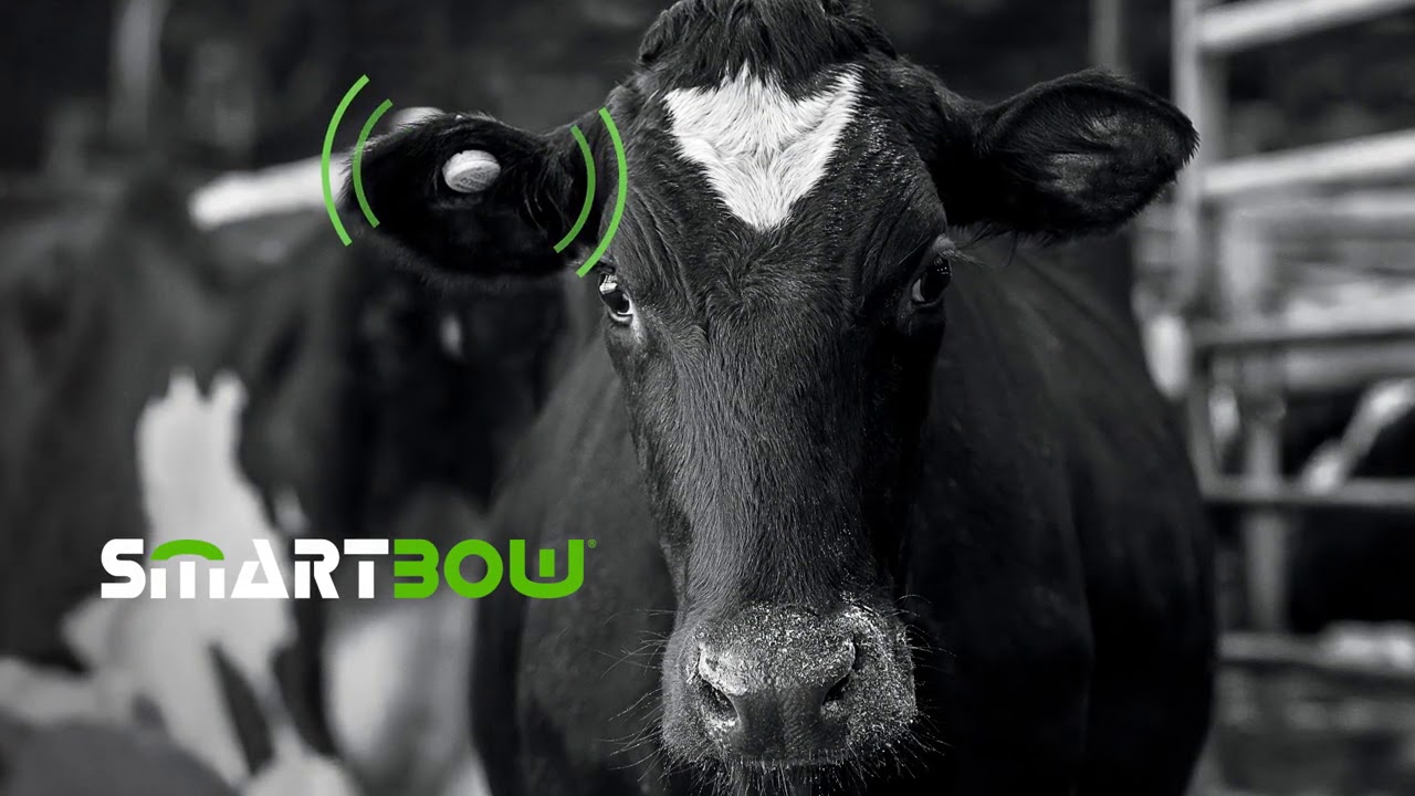 Система моніторингу стада Smart Bow – запорука успіху сучасного молочного господарства