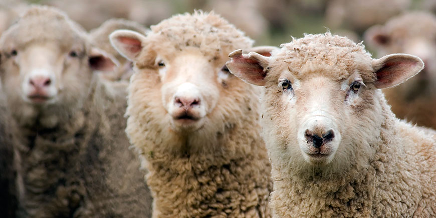 Ринкові перспективи продукції вівчарства обговорили під час вебінару в рамках програми з підвищення продуктивності виробництва та якості продукції тваринництва
