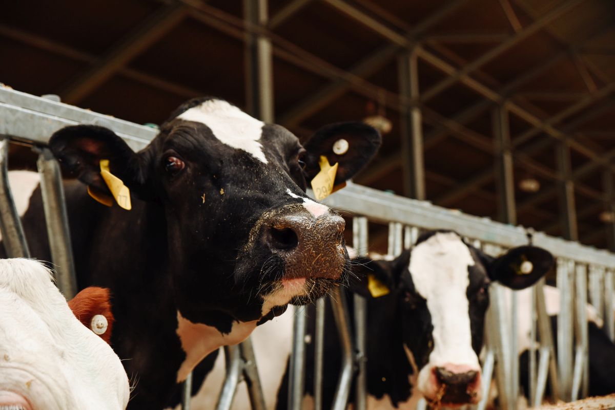 Нутрієнти — потреби корів і норми вживання