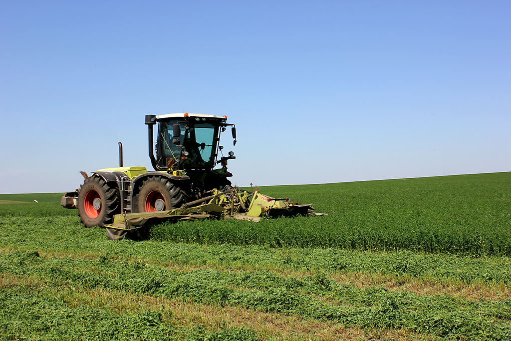 HARVESTING OF HIGH-QUALITY HAYLAGE FROM ALFALFA IN NATURAL CONDITIONS