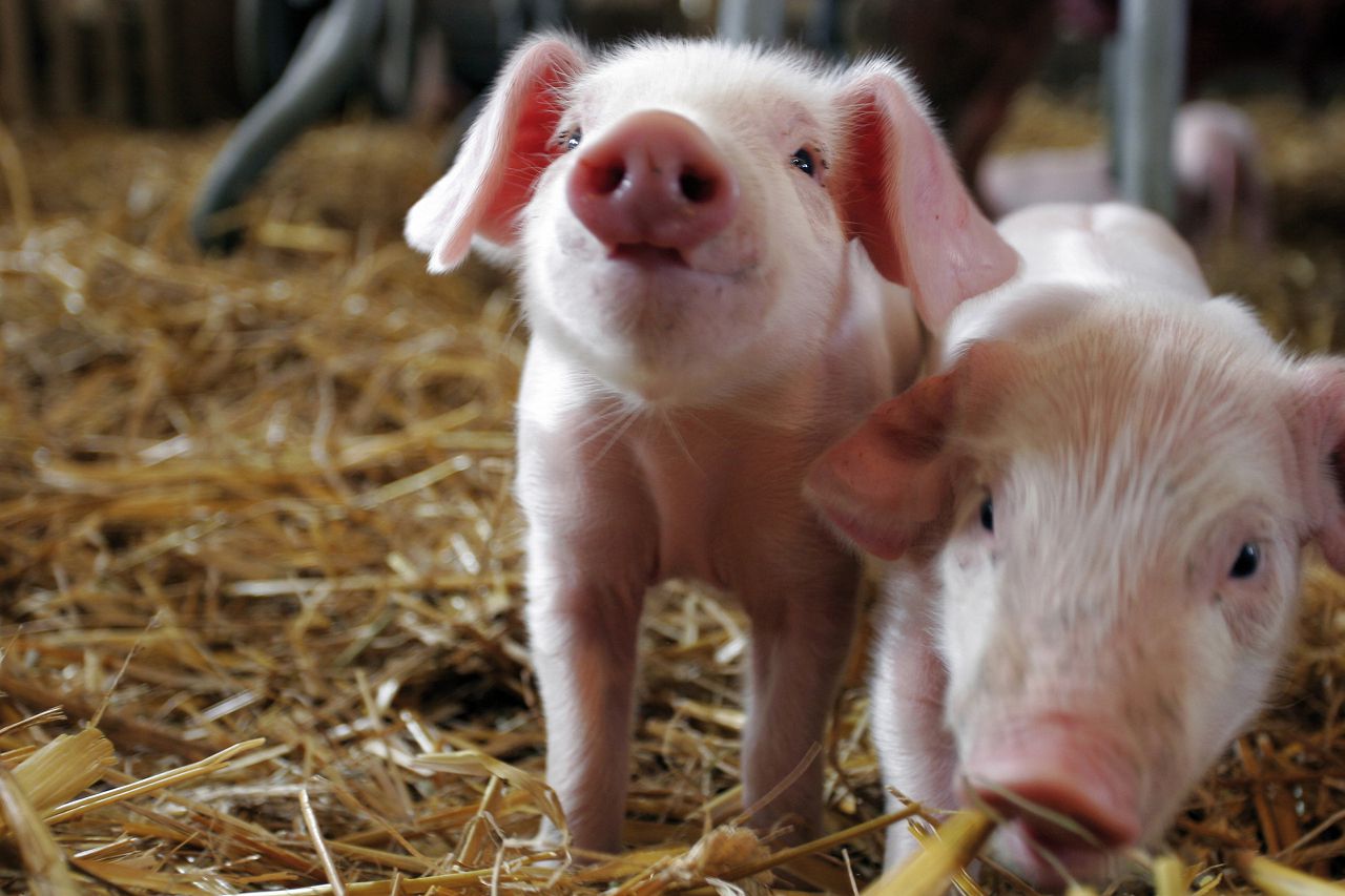 Відбувся навчальний вебінар «Здорова свиноматка – здорове порося» 