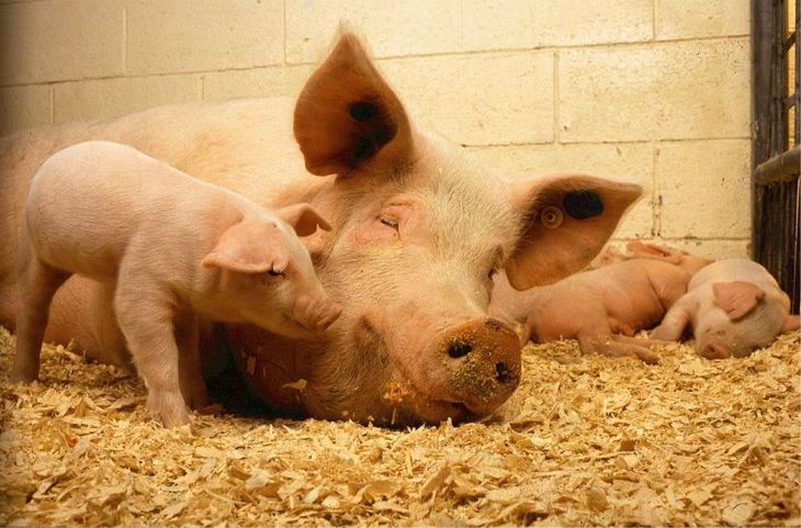 На вебінарі для представників свиногосподарств обговорили тему здоров’я свиноматки як запоруки успішного бізнесу