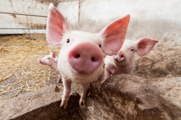 Відбувся вебінар по галузі свинарства в рамках Програми з підвищення продуктивності виробництва та якості продукції тваринництва