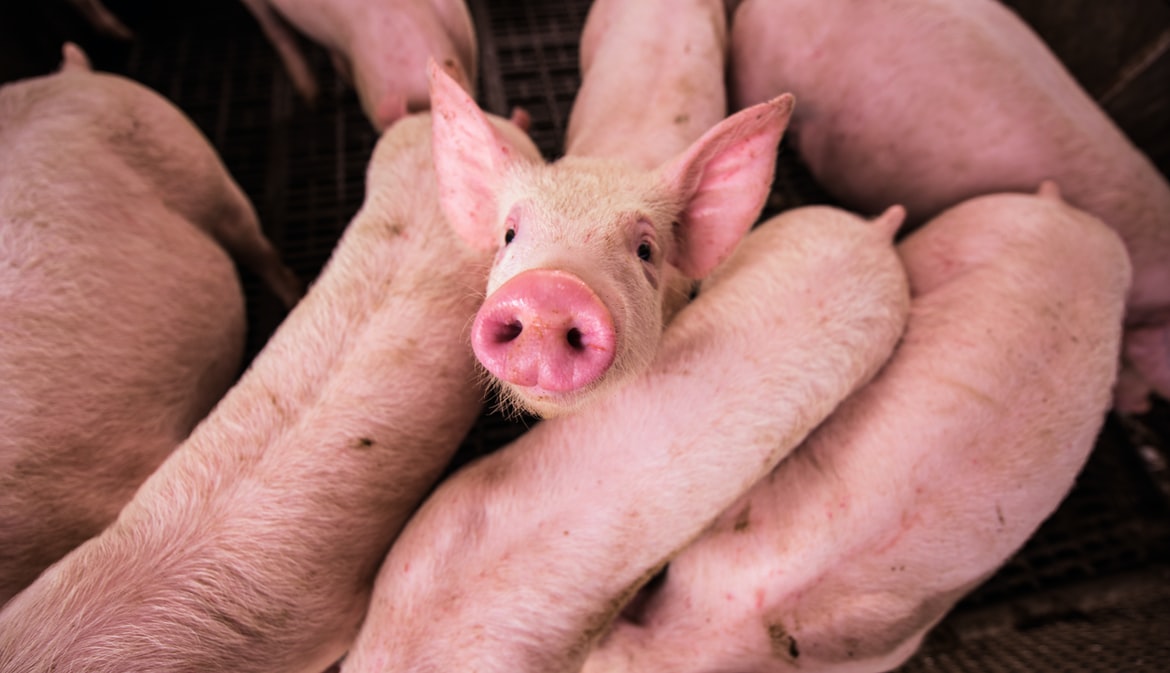 Учасники навчального вебінару обговорили основні проблеми свиней на дорощуванні та відгодівлі