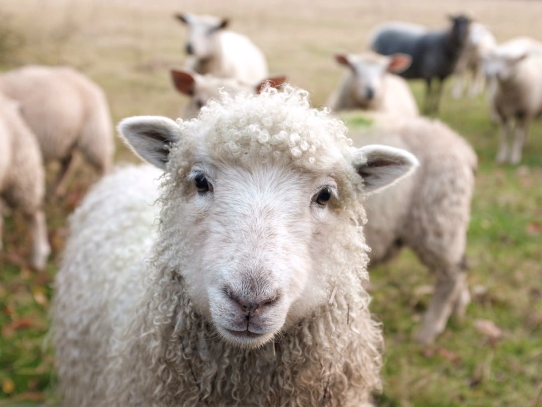 Відбувся вебінар по галузі вівчарства в рамках Програми з підвищення продуктивності виробництва та якості продукції тваринництва