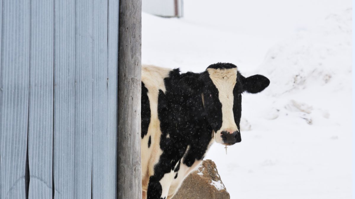 Морози під контролем: секрети зимового догляду за коровами