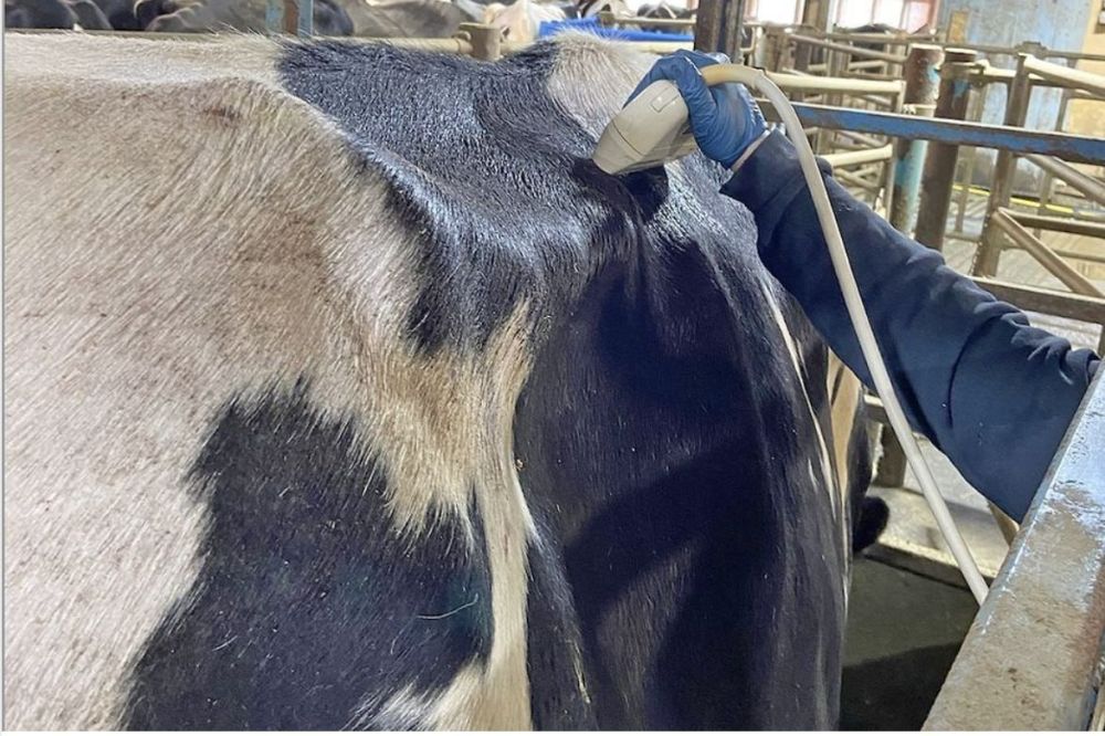 Коли і скільки м’язової маси втрачають та набирають корови протягом лактації?