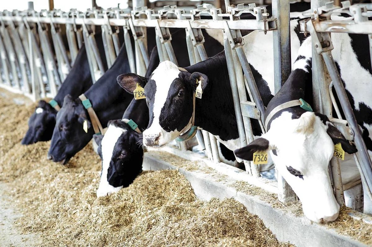 Залучення даних для покращення здоров’я корів у перехідний період та підвищення рентабельності ферми (ROI)