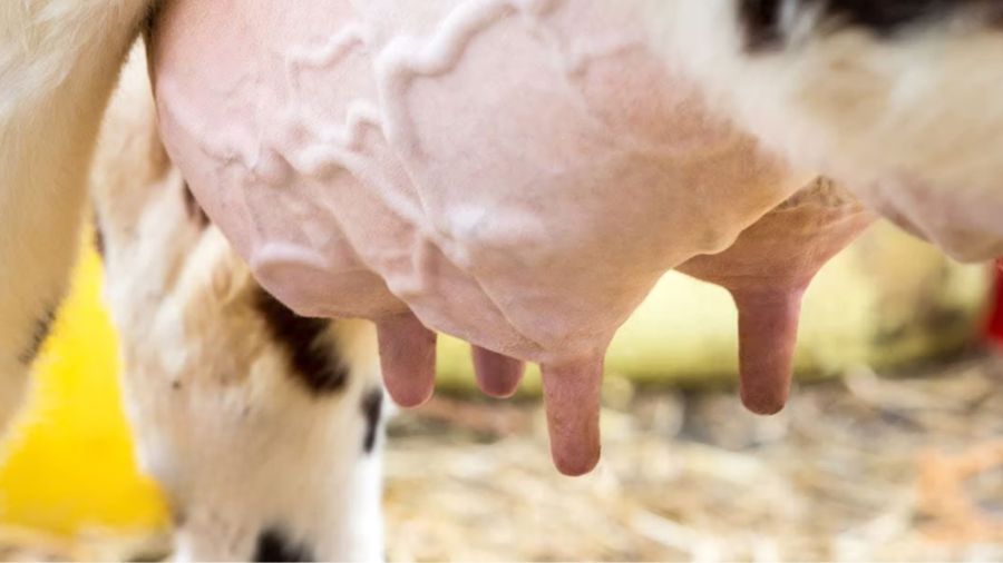 Діагностика маститу у телиць