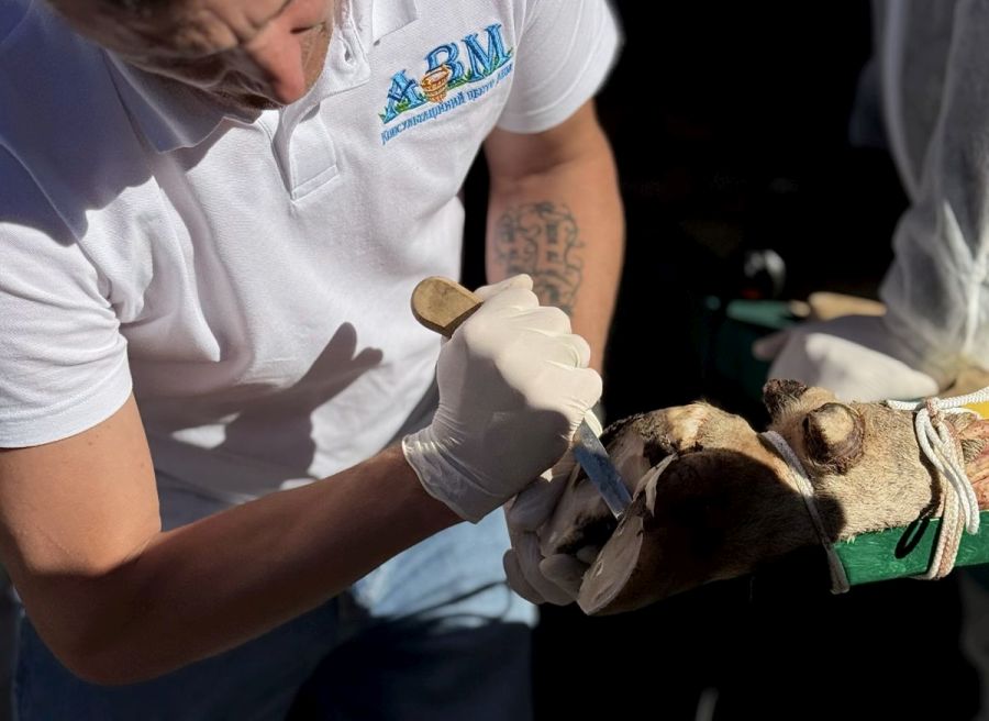 Наслідки некоректної та несвоєчасної розчистки ратиць у корів