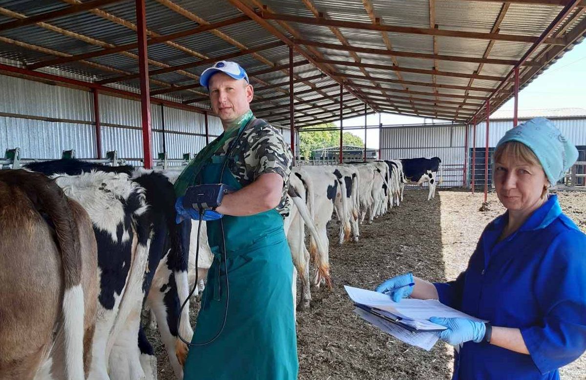 Контроль здоров’я новотільних корів — практичні рекомендації ветлікаря