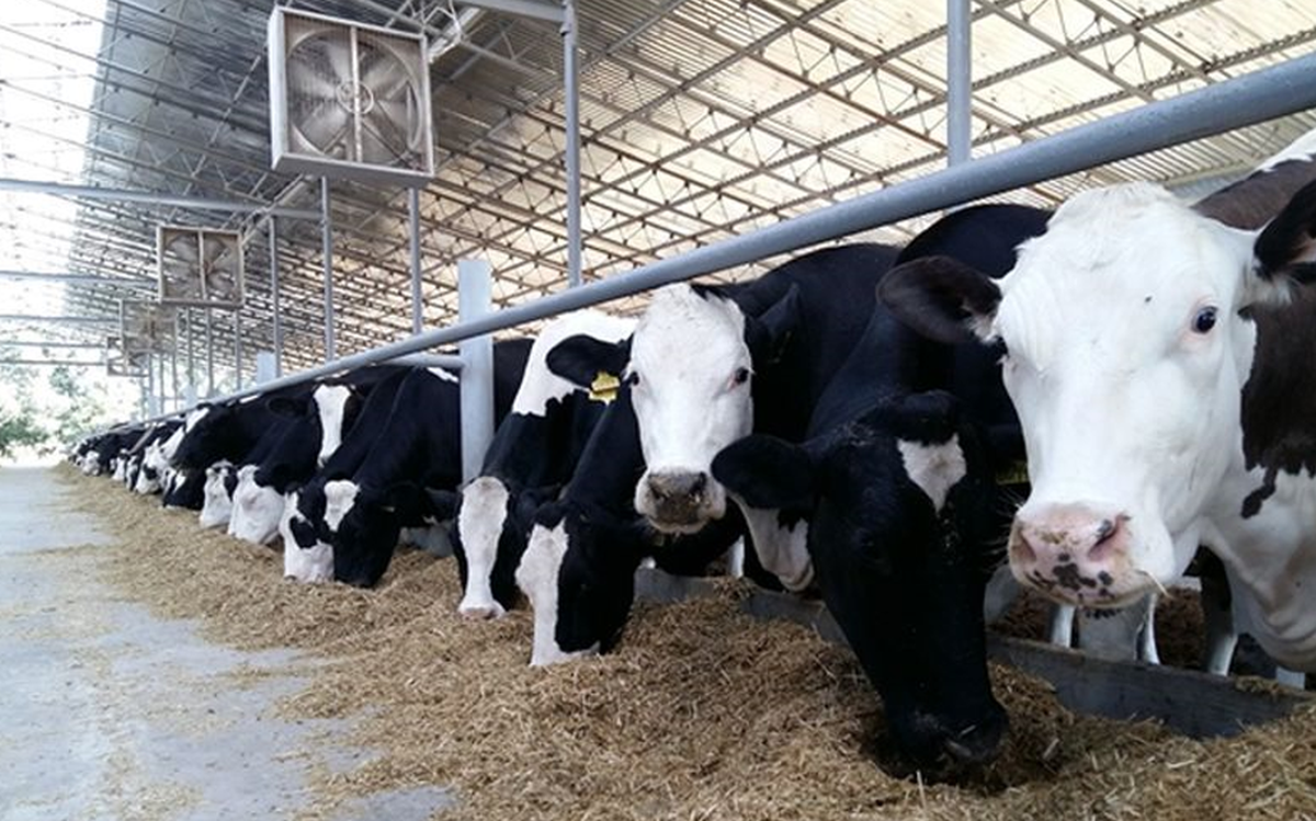 5 порад: як запобігти тепловому стресу у корів?