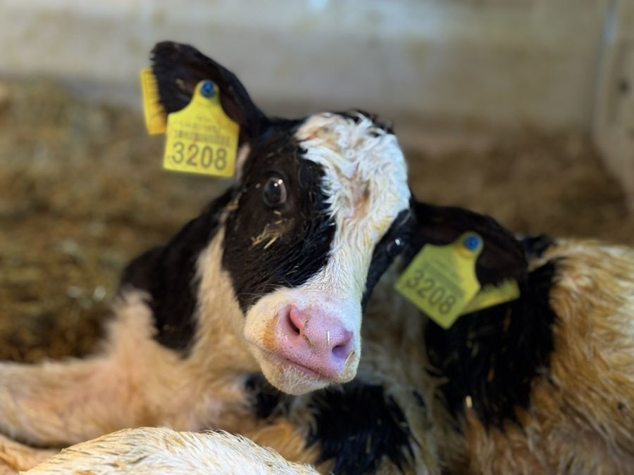 Чому не варто економити на цільному молоці для теличок