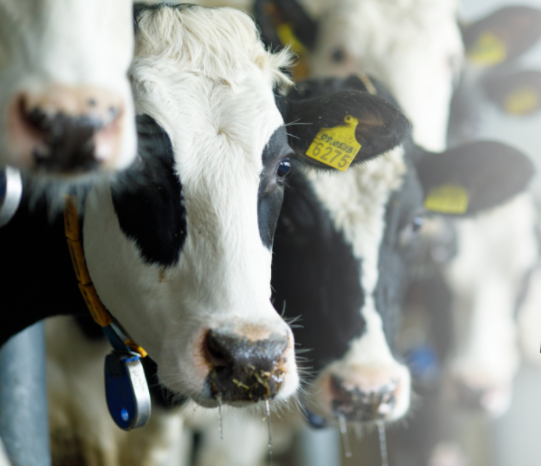 5 кроків до ефективного виробництва молока. Серія семінарів