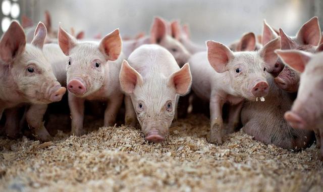 Онлайн марафон з тваринництва: Свинарство 